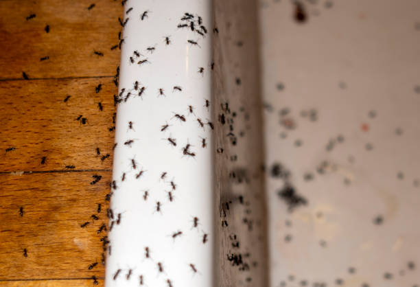 Best Affordable Pest Control Services  in Cedar Hills, OR