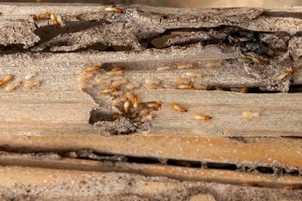 Trusted Cedar Hills, OR Pest Control Experts